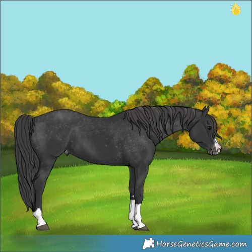 Horse Color:Black Varnish Rabicano