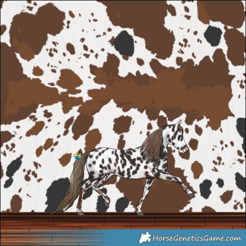 Horse Color:Liver Chestnut Leopard 