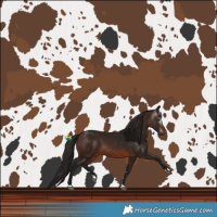 Horse Color:Gray Bay 