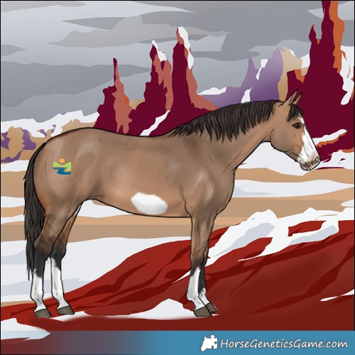Horse Color:Bay Dun Frame Rabicano