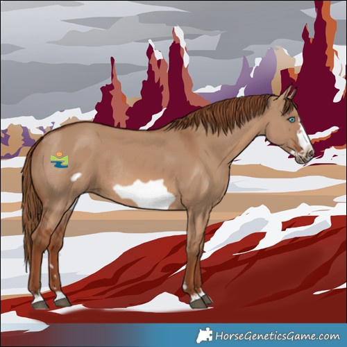 Horse Color:Red Dun Frame Rabicano