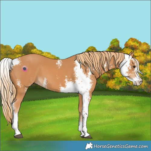 Horse Color:Chestnut Sabino
