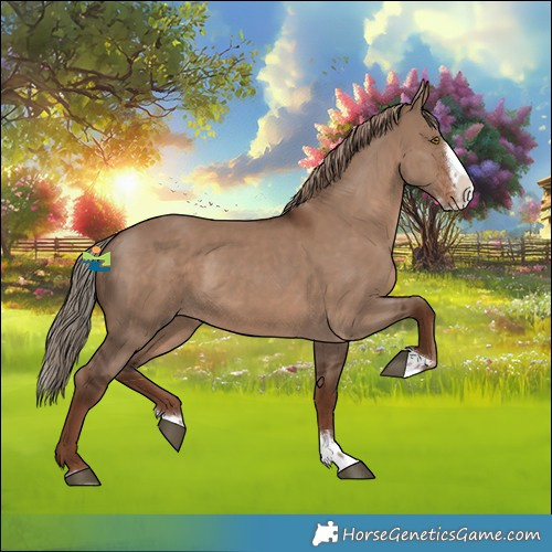 Horse Color:Liver Red Dun Splash 