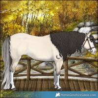 Horse Color:Buckskin Dun Splash 