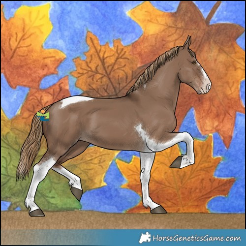 Horse Color:Liver Red Dun Splash Tobiano Rabicano