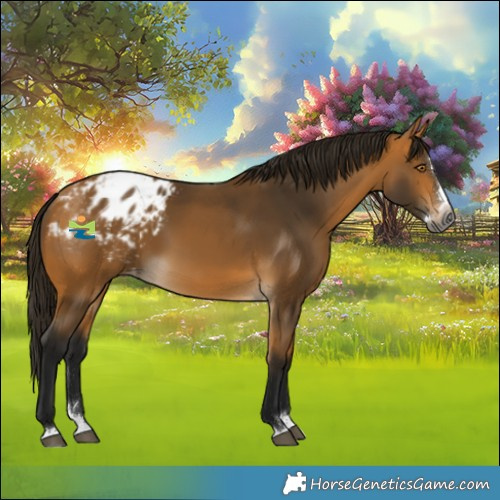 Horse Color:Gray Buckskin Splash Blanket Rabicano 
