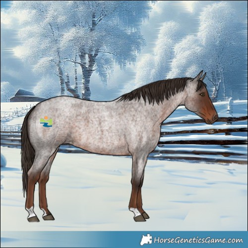 Horse Color:Liver Red Roan 