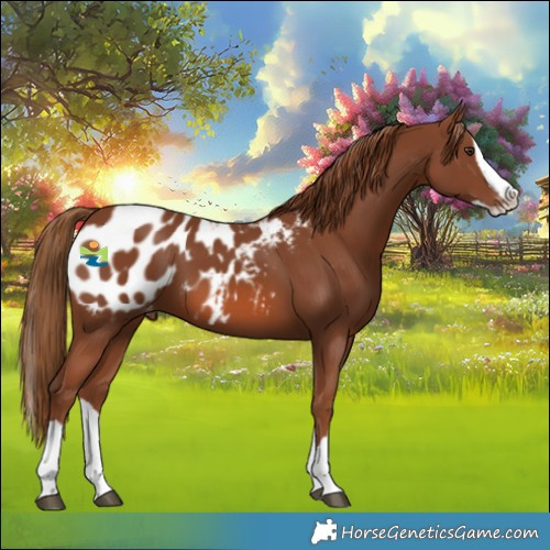 Horse Color:Chestnut Splash Blanket 
