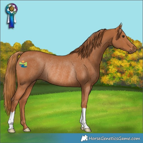 Horse Color:Chestnut Rabicano 