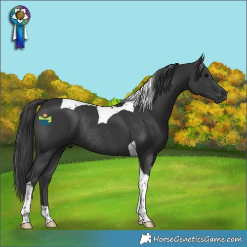 Horse Color:Black Tobiano Rabicano