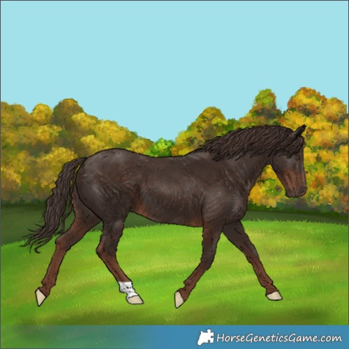 Horse Color:Liver Chestnut