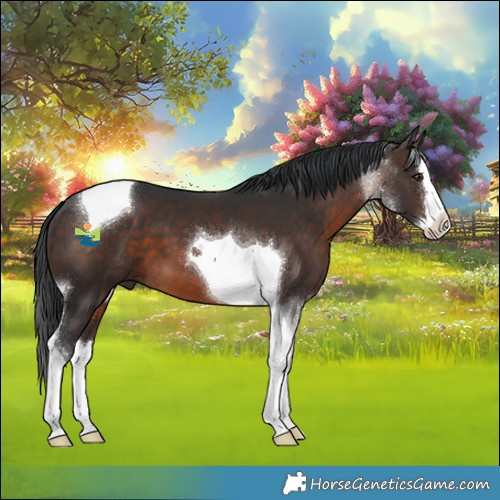 Horse Color:Brown Splash Tobiano