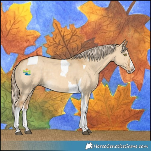 Horse Color:Palomino Dun Splash Tobiano Rabicano 