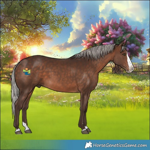 Horse Color:Silver Brown Splash Rabicano 