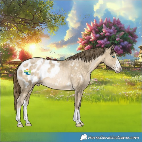 Horse Color:Buckskin Pearl Splash Near Leopard