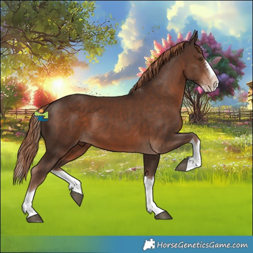 Horse Color:Liver Chestnut Splash 