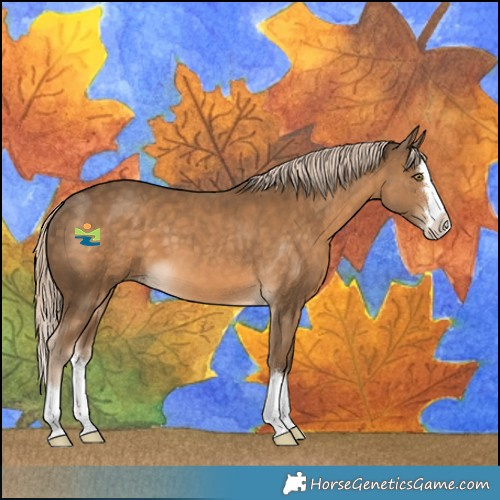 Horse Color:Chocolate Palomino Splash 