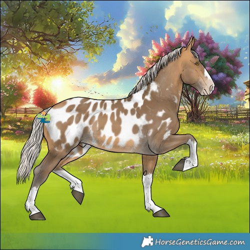 Horse Color:Silver Buckskin Splash Near Leopard Rabicano 
