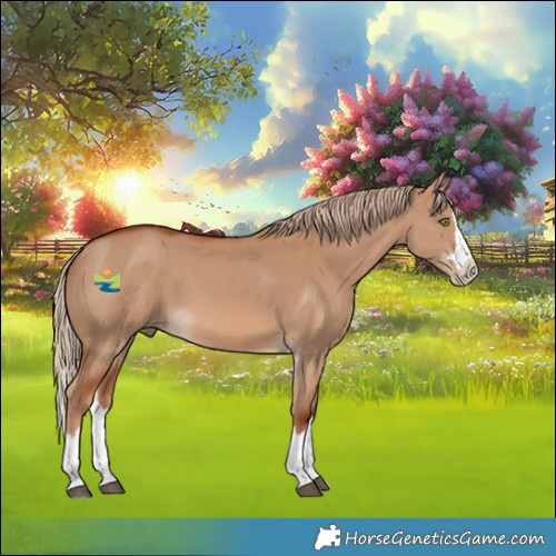 Horse Color:Red Dun Splash Rabicano