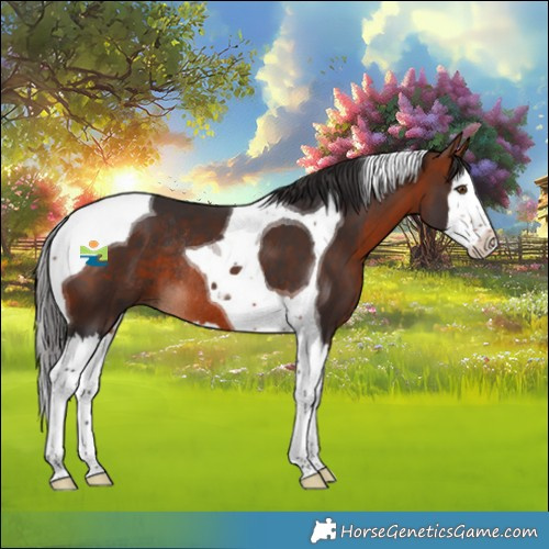 Horse Color:Bay Splash Tobiano Rabicano