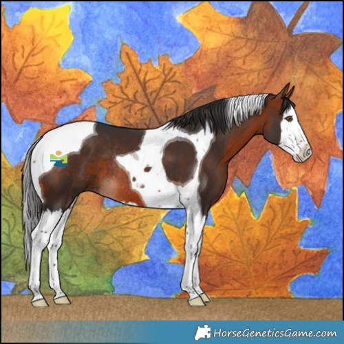 Horse Color:Bay Splash Tobiano Rabicano 