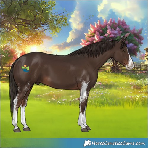 Horse Color:Liver Chestnut Sabino Splash Rabicano 