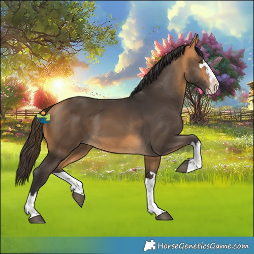 Horse Color:Buckskin Splash Rabicano 