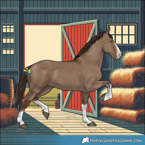 Horse Color:Liver Red Dun Splash Rabicano