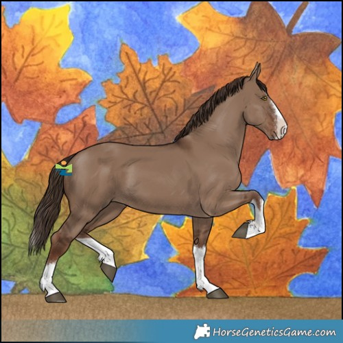 Horse Color:Liver Red Dun Splash Rabicano