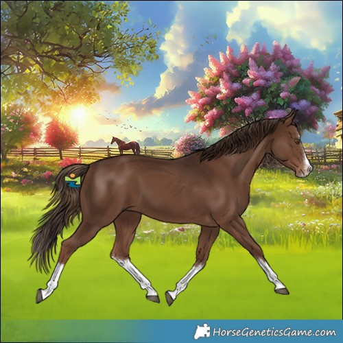 Horse Color:Liver Chestnut Splash