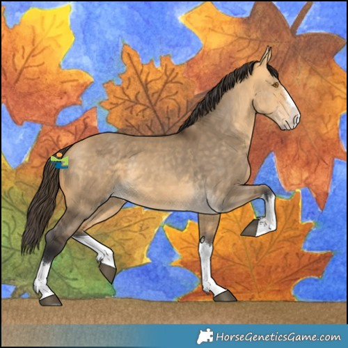 Horse Color:Buckskin Dun Splash 