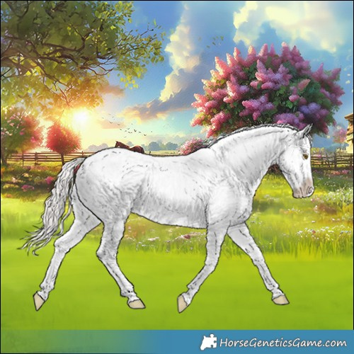 Horse Color:Silver Bay Splash Rabicano