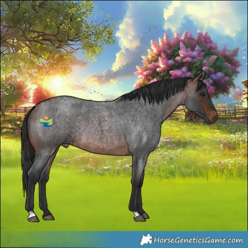 Horse Color:Brown Roan Rabicano 