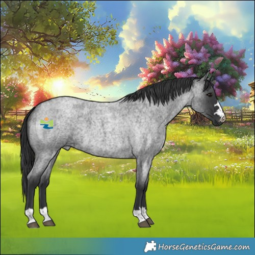 Horse Color:Blue Roan