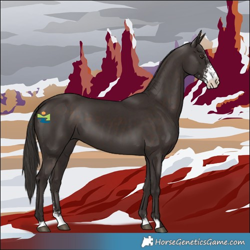 Horse Color:Liver Chestnut Sabino