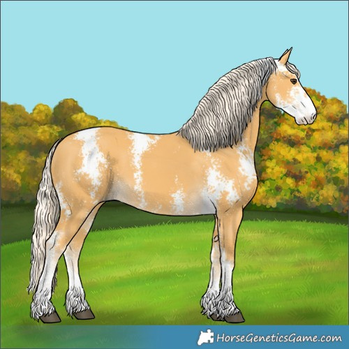 Horse Color:Palomino Sabino 