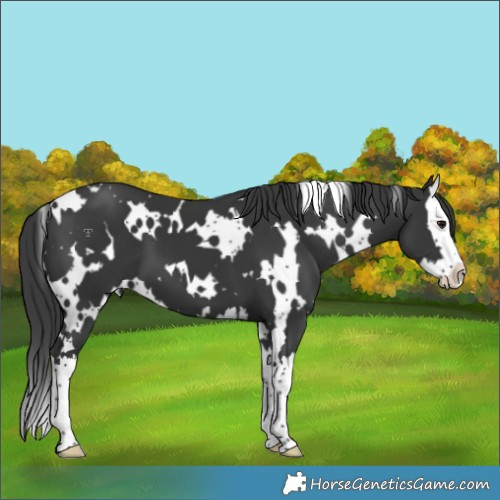 Horse Color:White Spotted Black Splash 