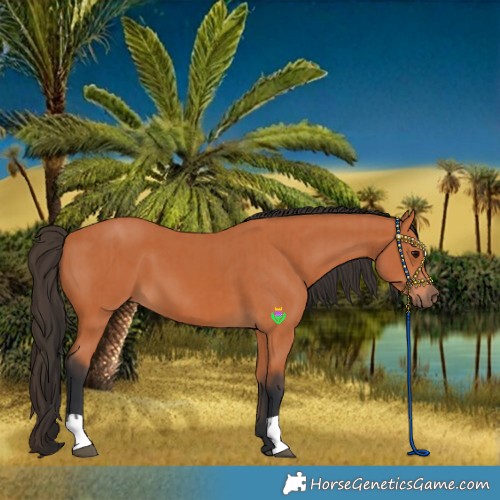 Horse Color:Bay and Bay