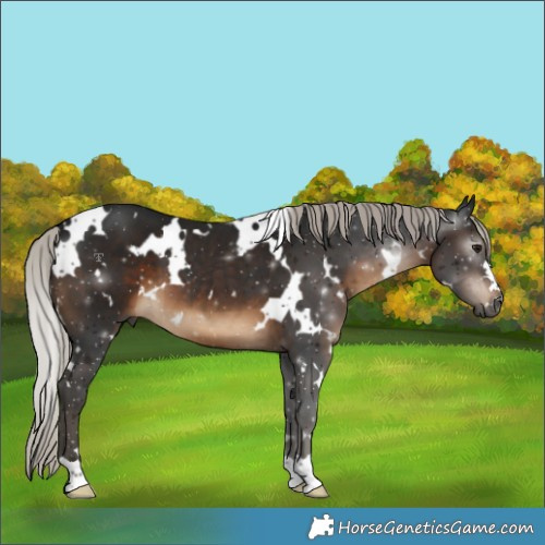 Horse Color:Gray White Spotted Silver Brown 