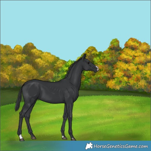 Horse Color:Black 