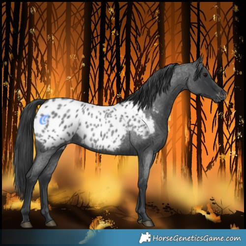 Horse Color:Blue Roan Blanket 