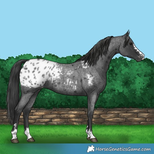 Horse Color:Blue Roan Appaloosa 