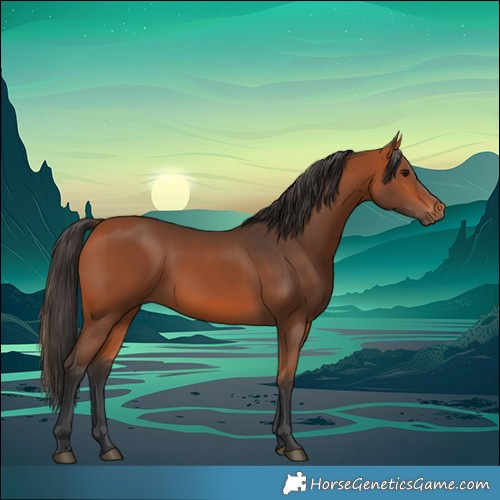 Horse Color:Bay 