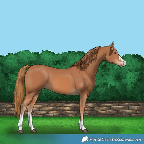 Horse Color:Chestnut 