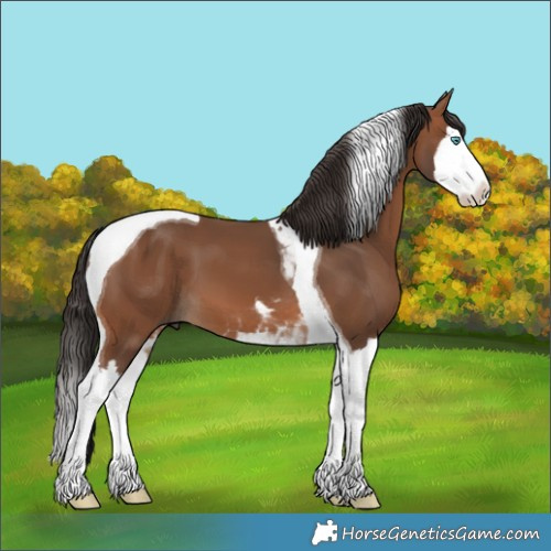 Horse Color:Bay Splash Tobiano