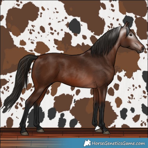 Horse Color:Gray Bay