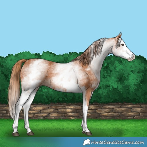 Horse Color:White Spotted Chestnut Splash 