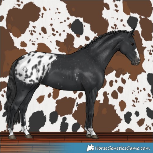 Horse Color:Black Blanket 
