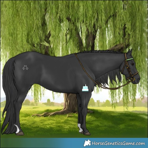 Horse Color:Black 