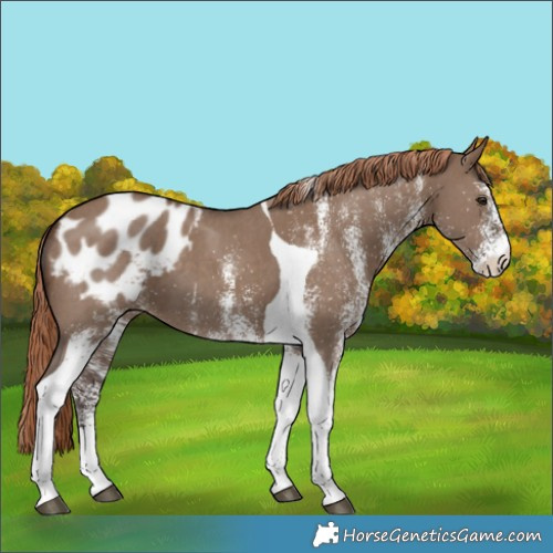 Horse Color:White Spotted Liver Red Dun Tobiano Blanket 